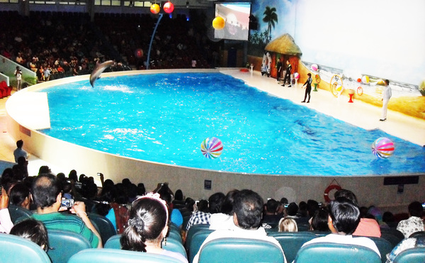 kham-pha-Dubai-Dolphinarium